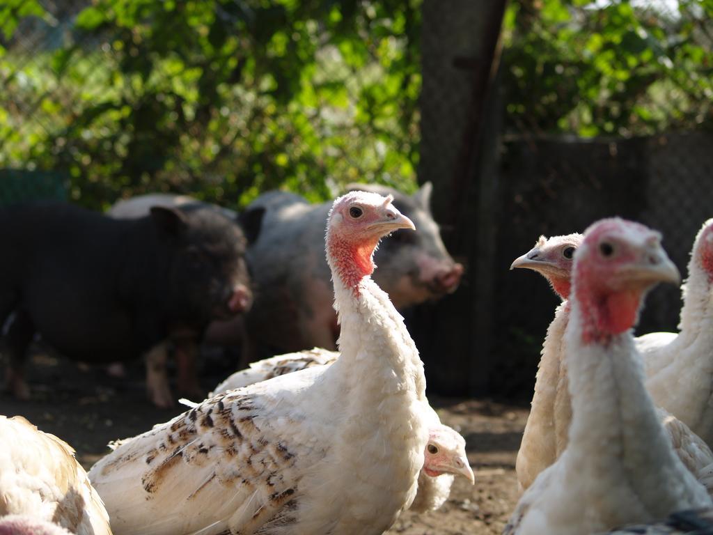 Medny Dvor Farm Stay Medna Luaran gambar