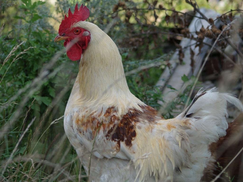 Medny Dvor Farm Stay Medna Luaran gambar